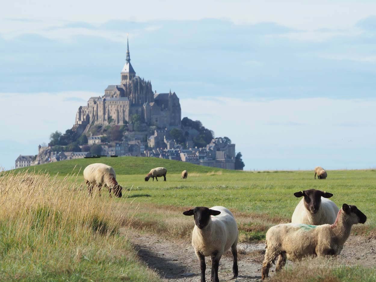 Saint-James-Mont-Saint-Michel-mit Schafen